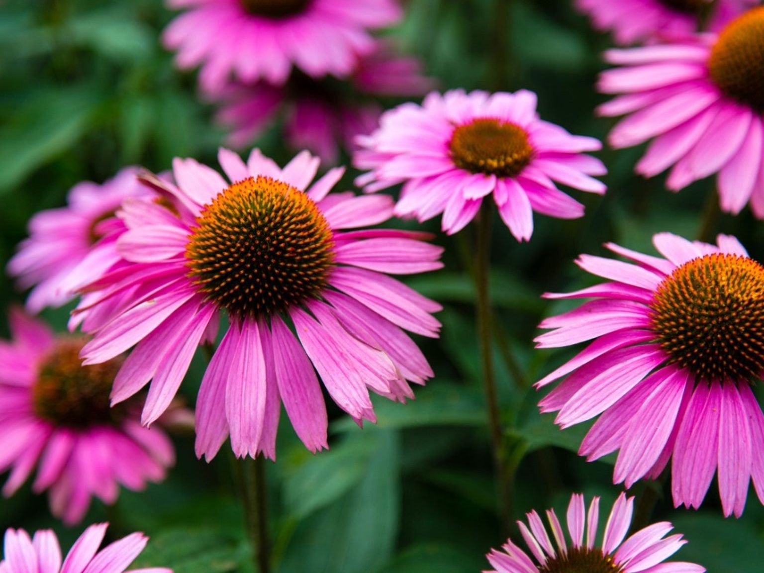 Purple Coneflowers